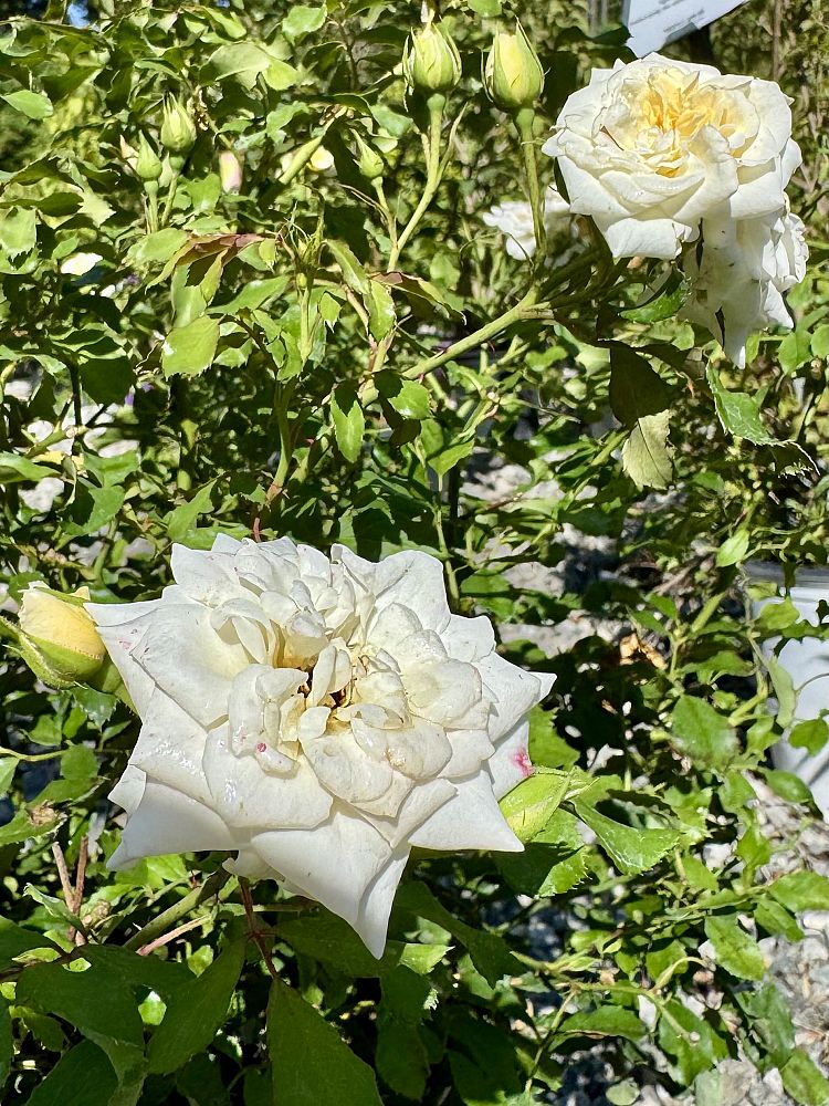 rosa-meizorland-white-drift-reg-rose-rosa-meiglise