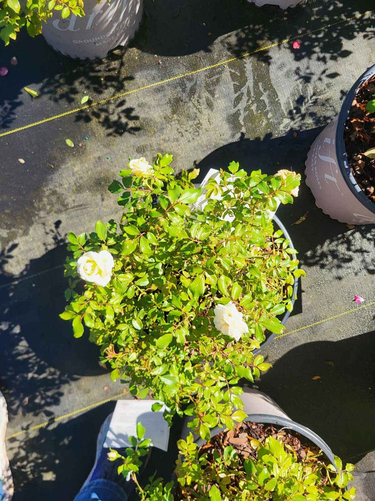 rosa-meizorland-white-drift-reg-rose-rosa-meiglise