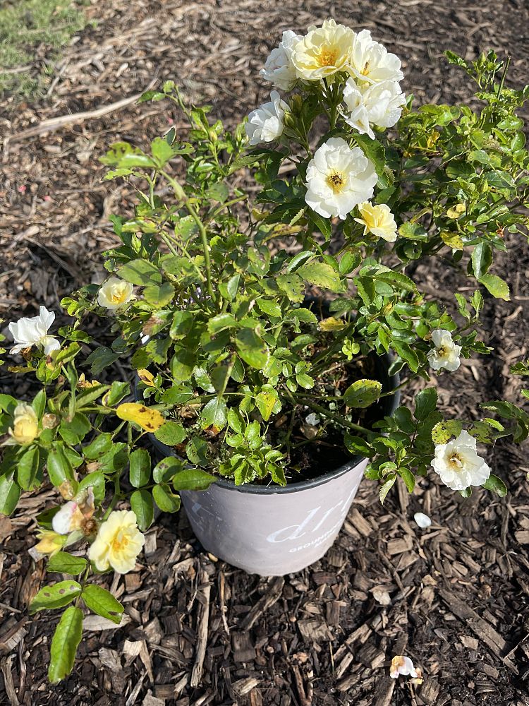 rosa-meizorland-white-drift-reg-rose