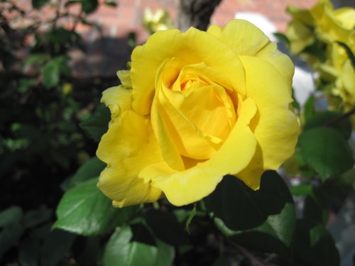 rosa-mellow-yellow-hybrid-tea-rose