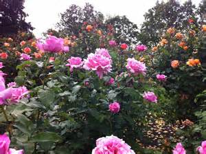 rosa-memorial-day-rose
