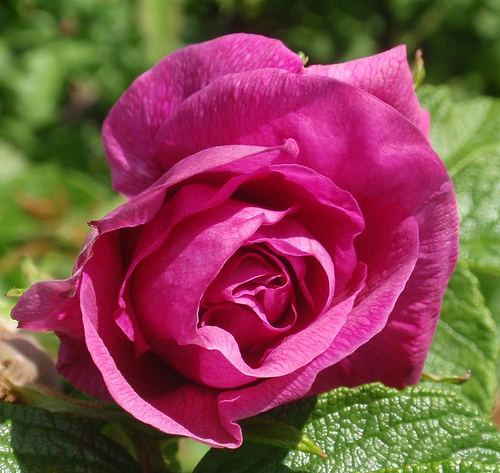 rosa-moje-hammarberg-hybrid-rugosa-rose