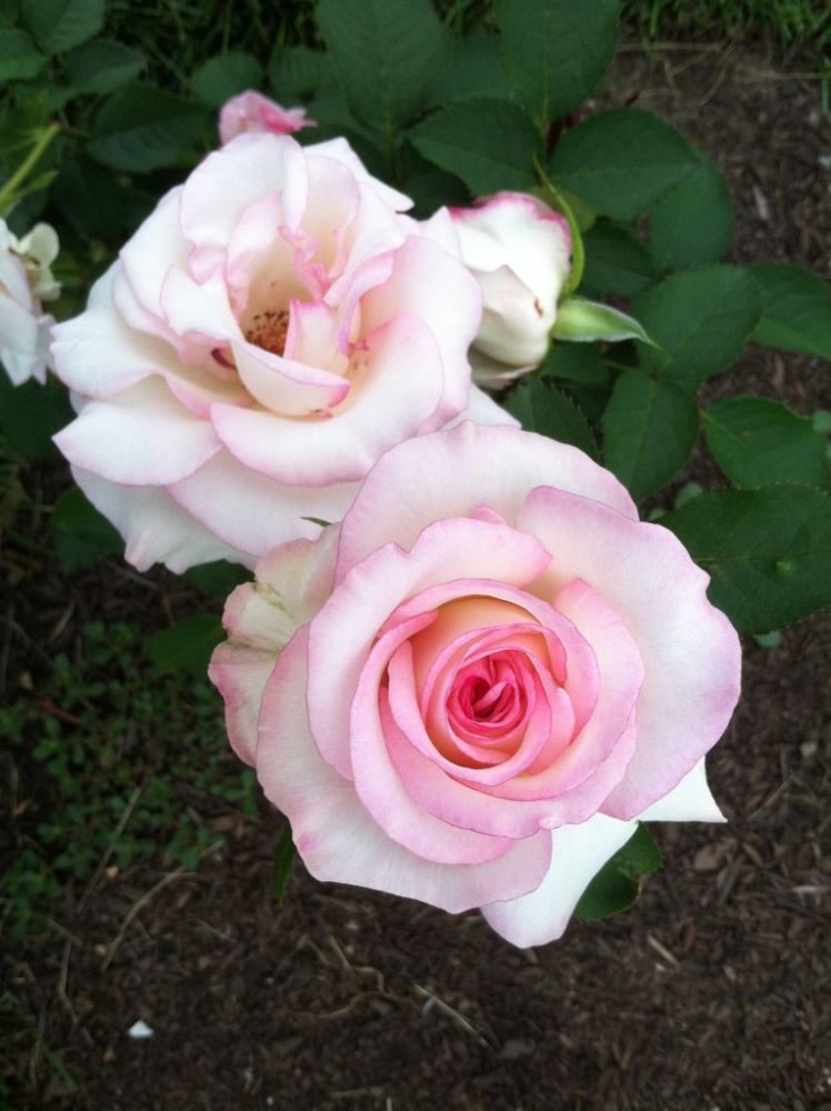 rosa-moonstone-hybrid-tea-rose
