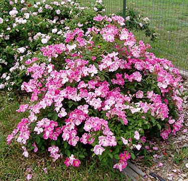 rosa-nearly-wild-floribunda-rose