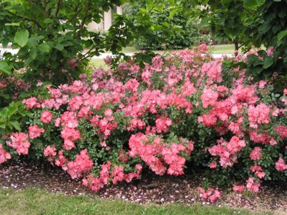 rosa-noala-flower-carpet-coral-rose