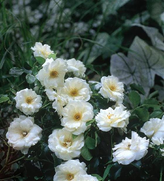 rosa-noaschnee-flower-carpet-white-rose