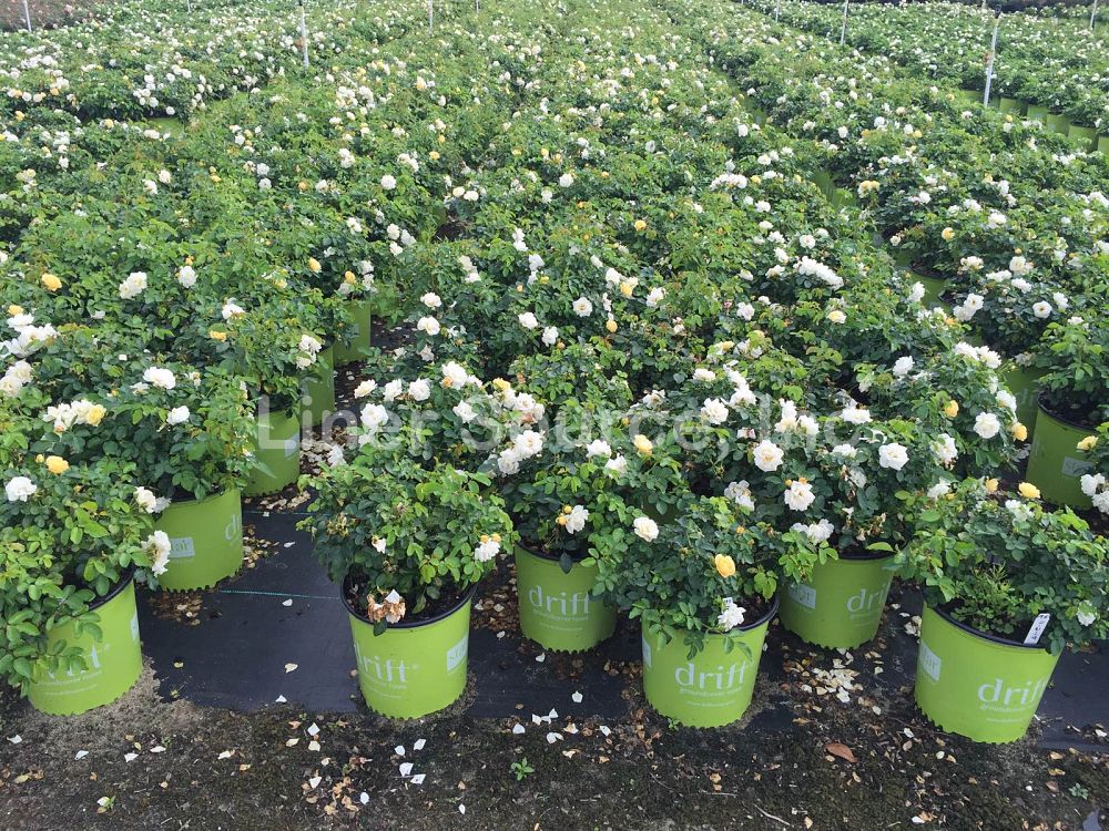 rosa-novarospop-popcorn-drift-reg-rose