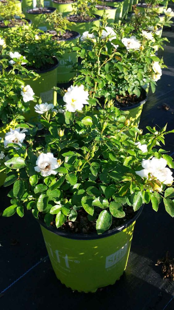 rosa-novarospop-popcorn-drift-reg-rose