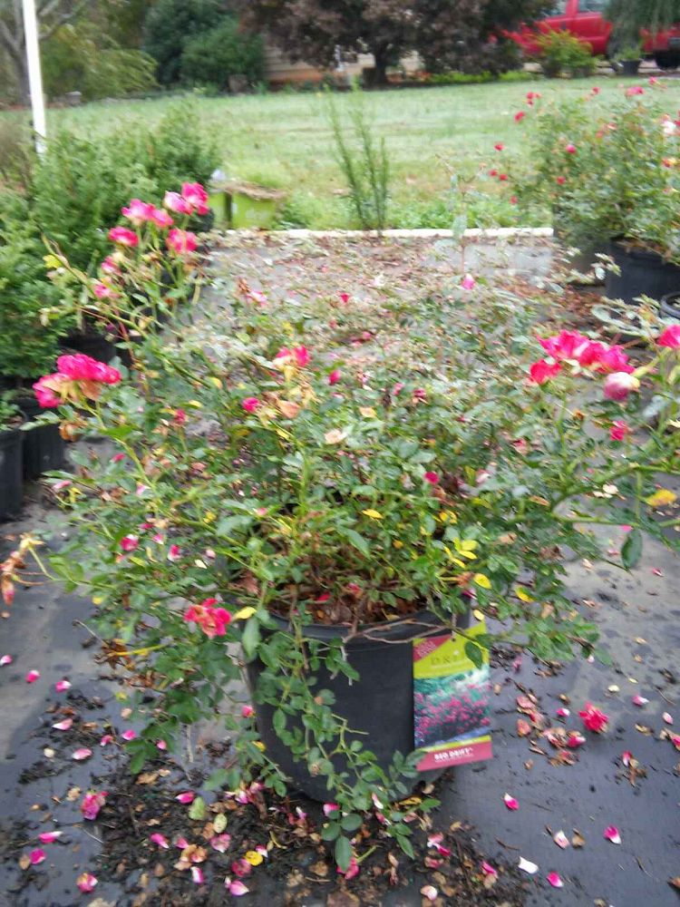 rosa-novarospop-popcorn-drift-reg-rose