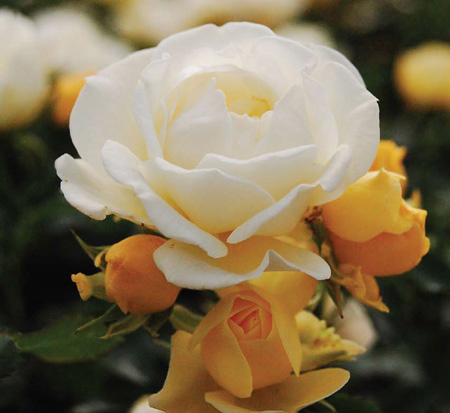 rosa-novarospop-popcorn-drift-reg-rose