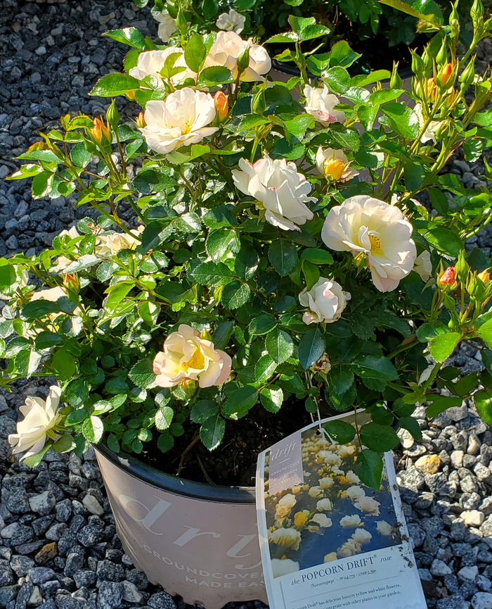rosa-novarospop-popcorn-drift-reg-rose