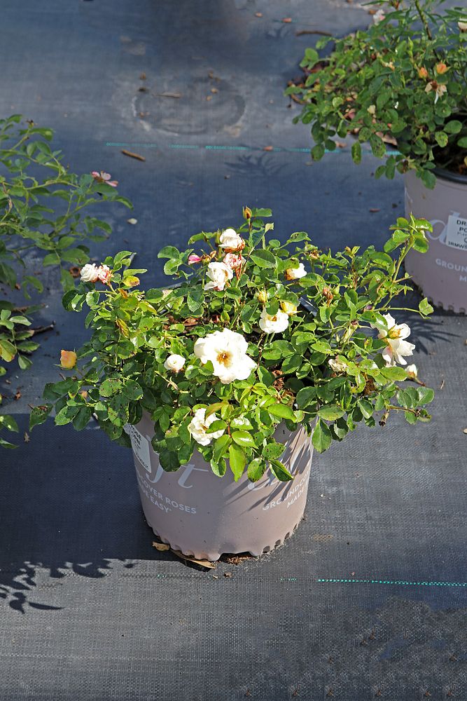 rosa-novarospop-popcorn-drift-reg-rose