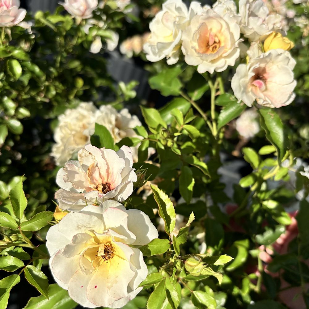 rosa-novarospop-popcorn-drift-reg-rose