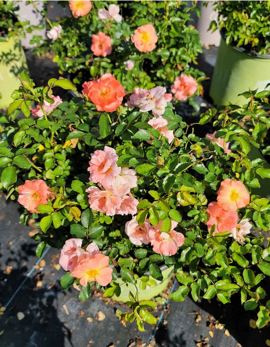 rosa-novarospop-popcorn-drift-reg-rose