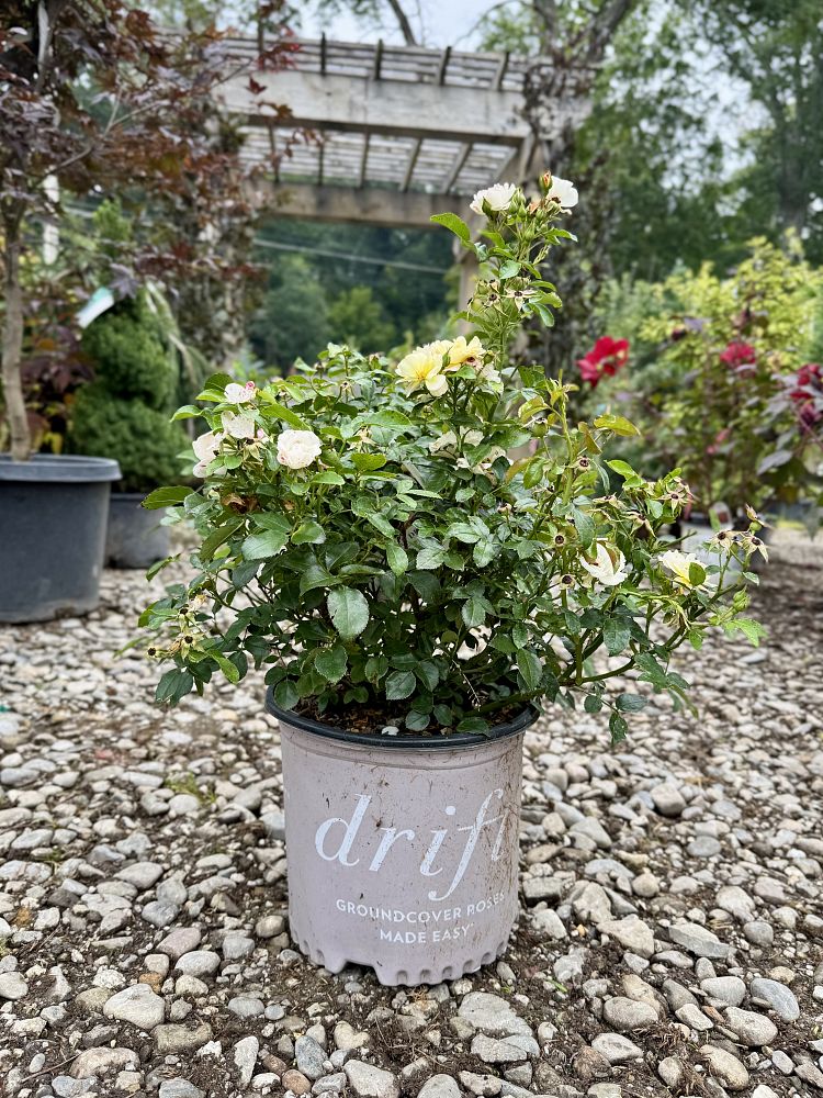 rosa-novarospop-popcorn-drift-reg-rose