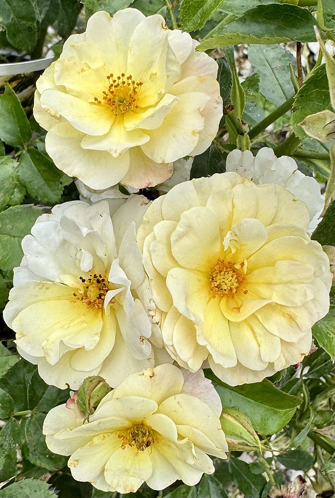 rosa-novarospop-popcorn-drift-reg-rose