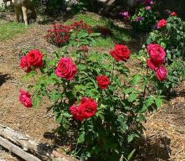 rosa-odorata-chrysler-imperial-tea-rose