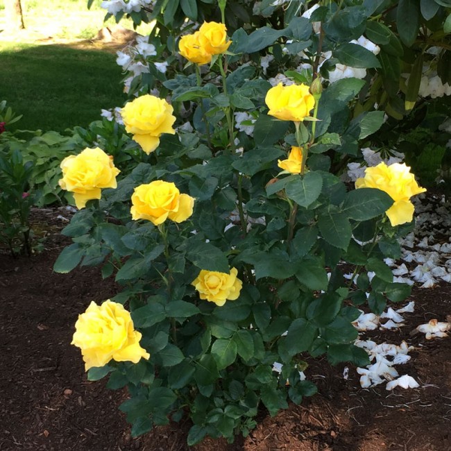 rosa-odorata-midas-touch-tea-rose