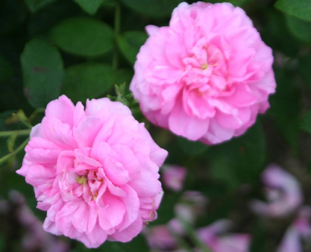 rosa-odorata-pink-peace-tea-rose