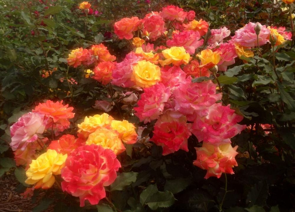 rosa-odorata-rio-samba-tea-rose