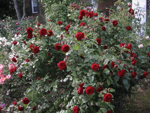 rosa-oklahoma-rose