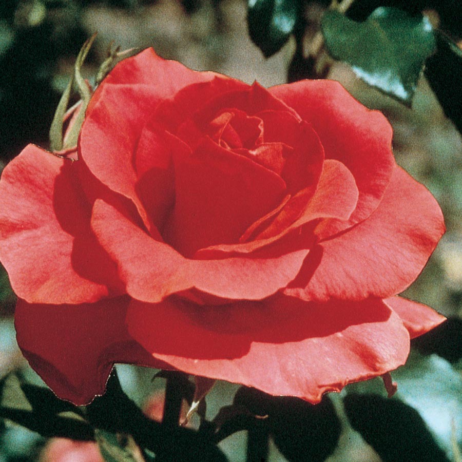 rosa-orange-crush-large-flowered-climbing-rose