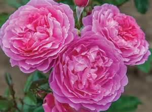 rosa-orchid-romance-floribunda-rose