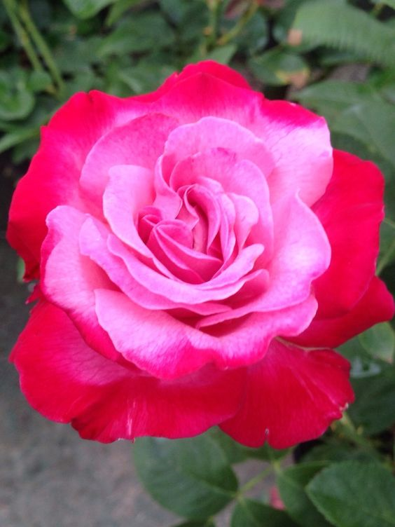rosa-paradise-found-hybrid-tea-rose