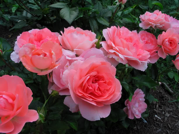 rosa-passionate-kisses-floribunda-rose