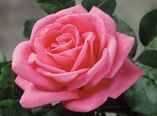 rosa-peter-mayle-romantica-rose-hybrid-tea-rose