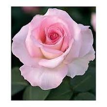 rosa-pink-promise-rose