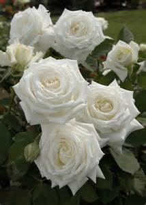 rosa-pope-john-paul-ii-rose