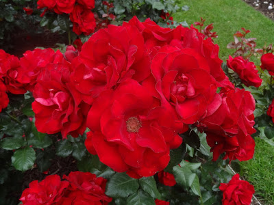 rosa-preference-floribunda-rose