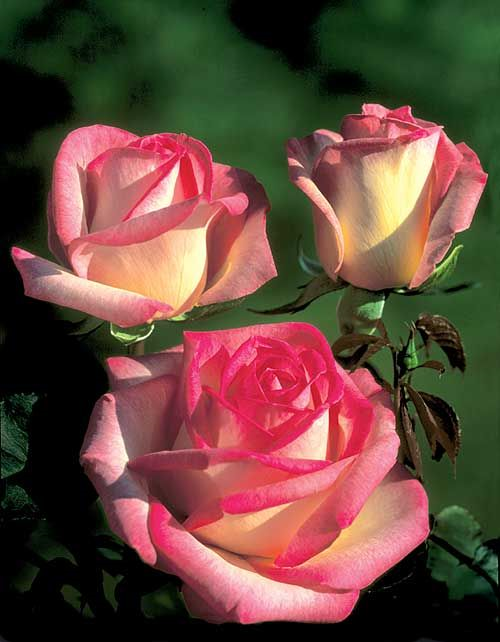 rosa-princesse-de-monaco-hybrid-tea-rose