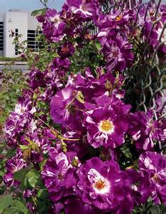 rosa-purple-splash-large-flowered-climbing-rose