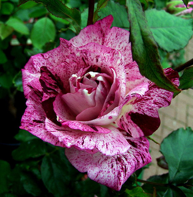 rosa-purple-tiger-floribunda-rose