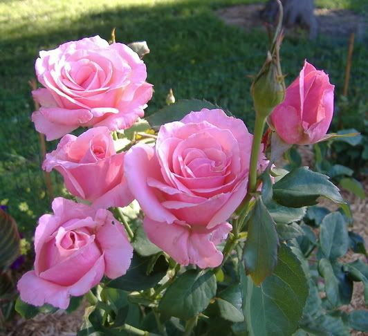 rosa-queen-elizabeth-rose