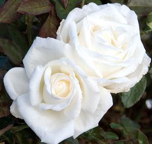 rosa-queen-mary-2-hybrid-tea-rose