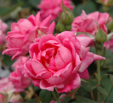 rosa-radcon-pink-knock-out-reg-rose
