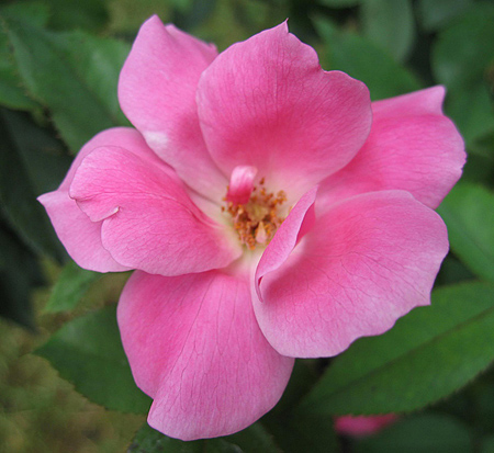 rosa-radcon-pink-knock-out-reg-rose