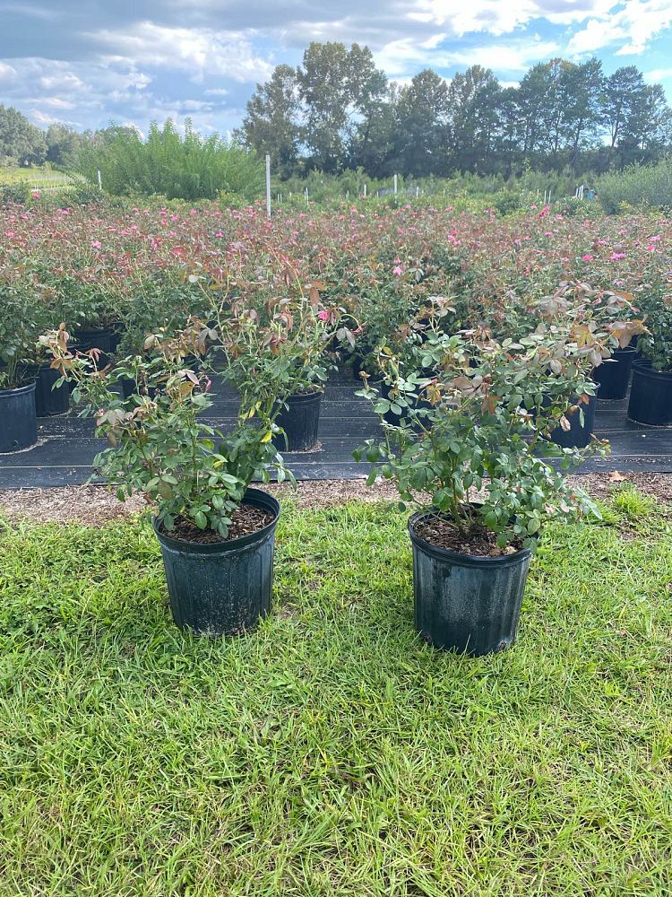 rosa-radcon-pink-knock-out-reg-rose
