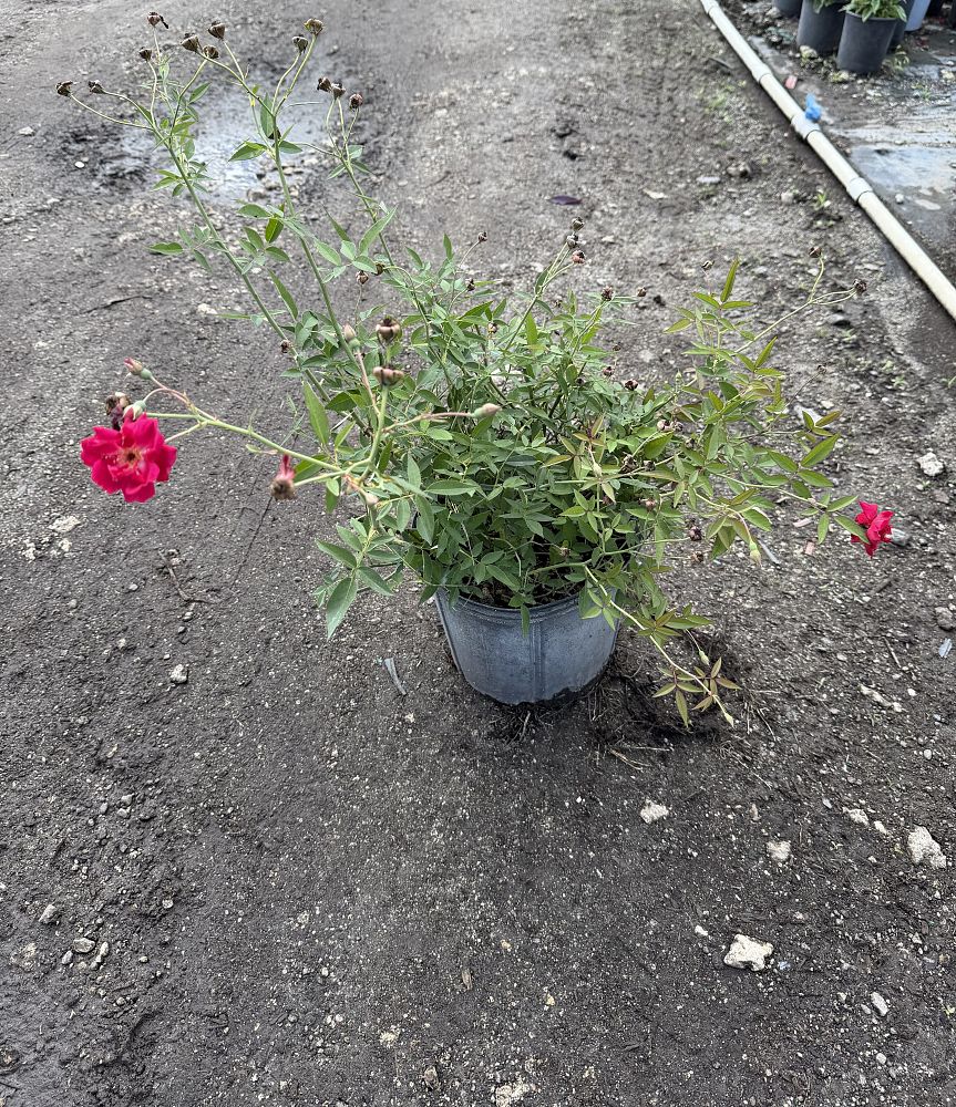 rosa-radcon-pink-knock-out-reg-rose