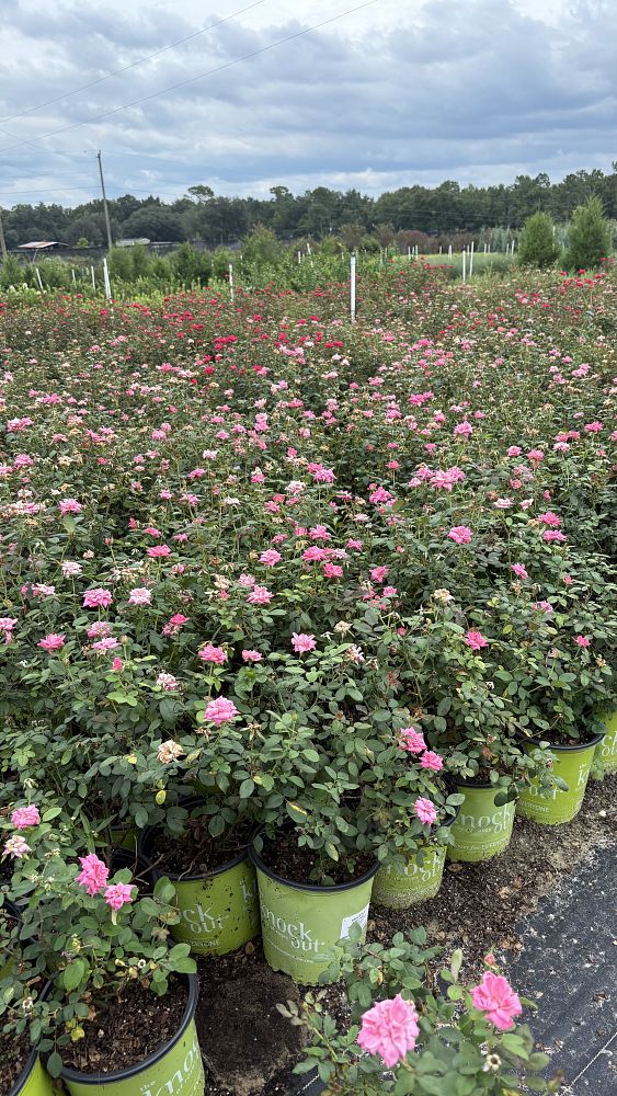 rosa-radcon-pink-knock-out-reg-rose