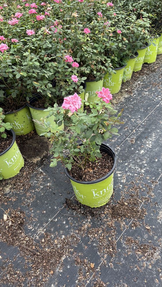 rosa-radcon-pink-knock-out-reg-rose