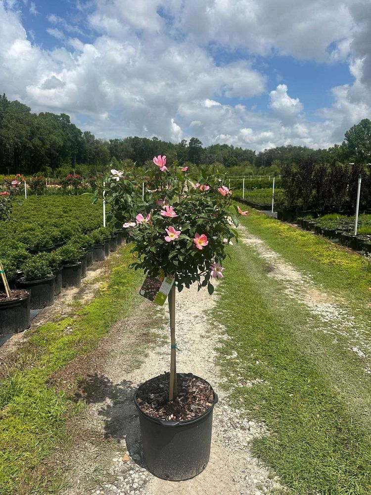 rosa-radcor-rainbow-knock-out-reg-rose