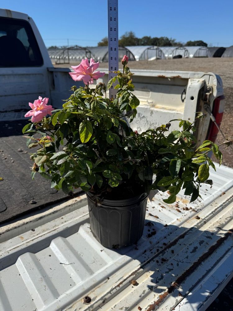 rosa-radgor-peachy-knock-out-reg-rose