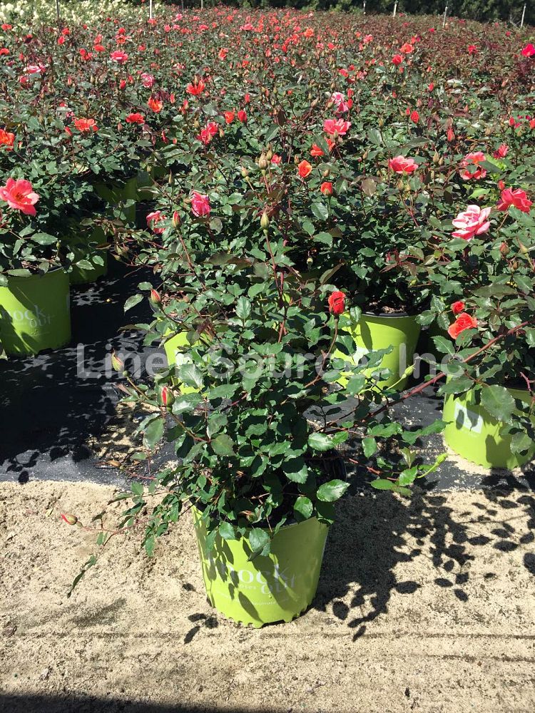 rosa-radral-coral-knock-out-reg-rose