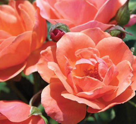 rosa-radral-coral-knock-out-reg-rose