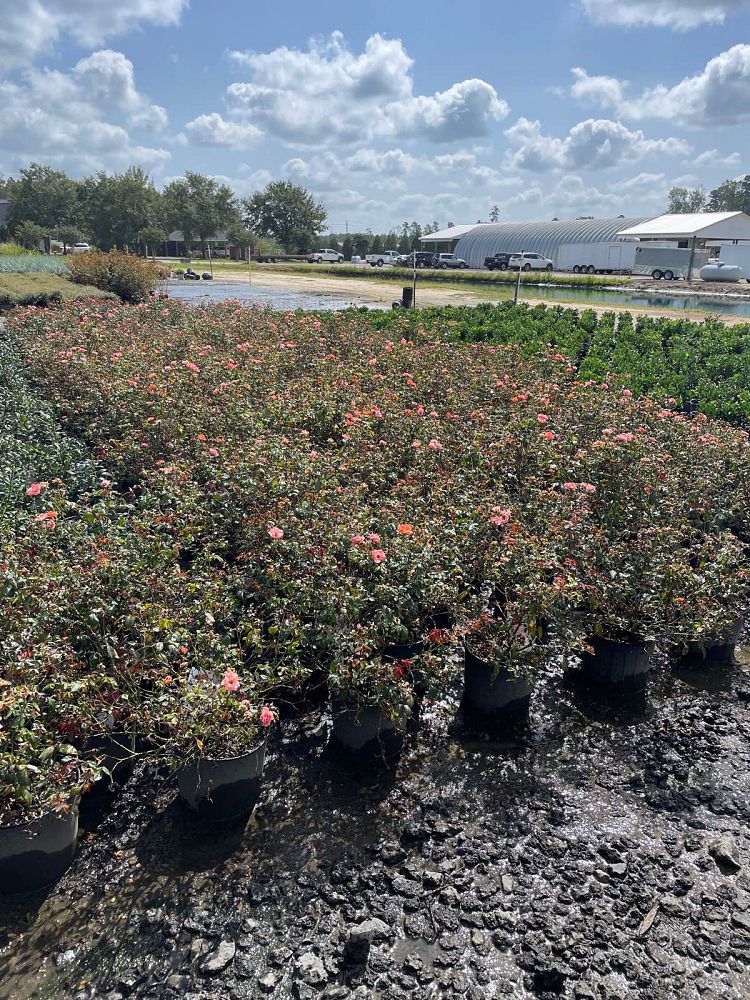 rosa-radral-coral-knock-out-reg-rose
