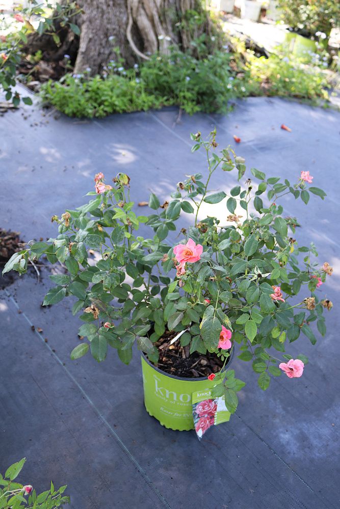 rosa-radral-coral-knock-out-reg-rose